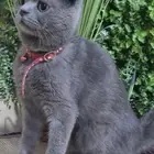 سكوتش للبيع ب 200