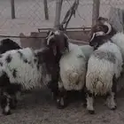 خرفان طيبه