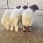 خروفين ورخل طيبات