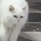 قطة آنثى شيرازي