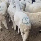 سواكنى مربي شمال جدة