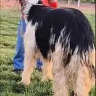 خروف نجدي فاخر ( تم البيع )