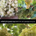 عنب وادي السياييل