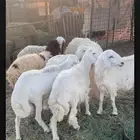 للبيع حريات العدد 4 ثلاث خرفان ورخل
