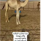 بكره طيبه