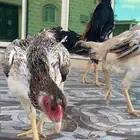 صيصان شامو ياباني تم البيع