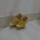 بط صغير