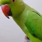 دره مفقود بالمدينه المنوره ابو مرخه عند سكه الحديد