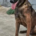 للبيع جوز مالينو منتجين وانثى جيرمن شولاين لونق هير