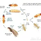 شركة مكافحة حشرات رش بق صراصير جدة آفات حشريه