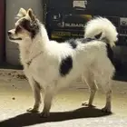 للببع انثى شواوا