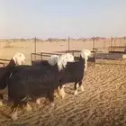 رخال نجد صنف فاخره
