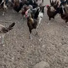 دجاج عدد 94 اكثر دجاج للوان فواتح عمر 4 شهور