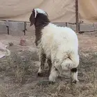 خروف نعيمي ذبيحه