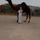 فحل كفو ولد موقف بن بخيته