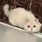 جده - الحمدانيه