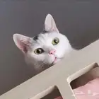 قط ذكر للتبني