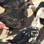 مطلوب ذكور بط مصري
