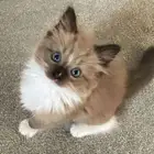 اسلام عليكم قطه لتبني