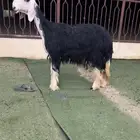 رخل خلفه