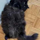 Cat Boarding and Daycare فندقة و ضيافة و تزاوج قطط