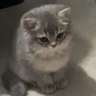 ابي قطه للتبني