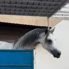 مربط عاديات الدرب للخيل العربيه الأصيله