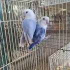 جوز روز اوبلاين منتج حجم ممتاز وصحه ممتازه بدون ملحقات الموق
