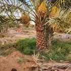 نخل فاخر اللبيع