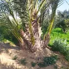 قلع وتوريد جميع انواع النخيل صغري برني شكل وتوصيل