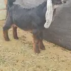 تيس مشروع فحل عارضي معرف خصم