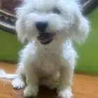 جرو أنثى Female Puppy