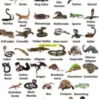 فندقة لجميع انواع الزواحف دون استثناء من اسعار تبدا من 3ريال