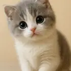 ابغا قط صغير ضروري