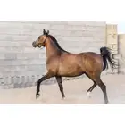فرس شعبيه شيخه للبيع