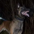 كلب مالينوا