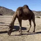 ابل