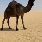 مجاهيم كفو حيل