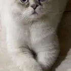 قط سكوتش فولد