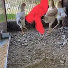 دجاج ياباني