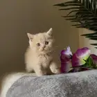 للبيع قط سكوتش ستريت