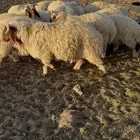 للبيع خرفان ورخال نعيم