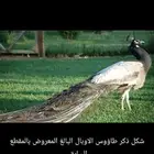 ذكر طاووس طاؤوس اوبال