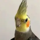 ببغاء كروان متكلم و يرقص للبيع على السوم عمره من 12شهر ل سنه