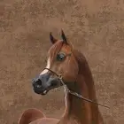 احتاج سايس خيل خبره