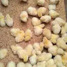 صوص دجاج بلدي للبيع