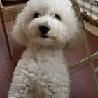 مطلوب كلب لتبني لو لبيع نوعه يكون نفس الي بصورة