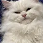 قطط للبيع