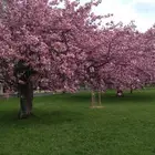 بذور أشجار الزينه والظل