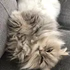قطط للتبني